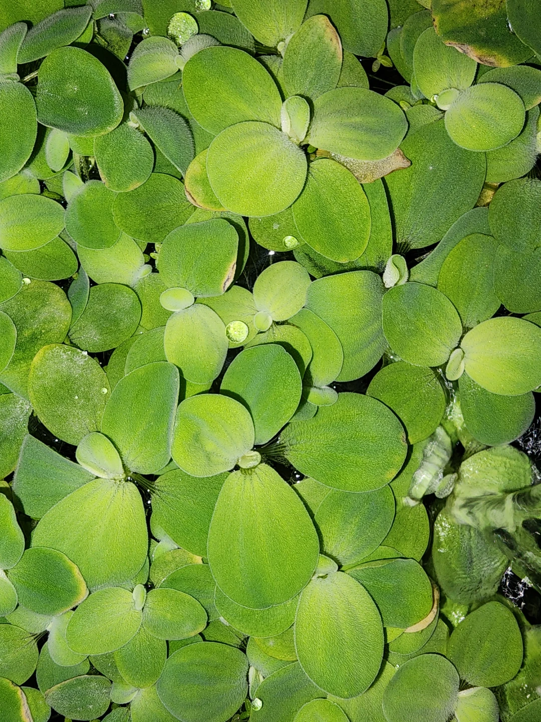 Duckweed and water lettuce - excellent water parameters.