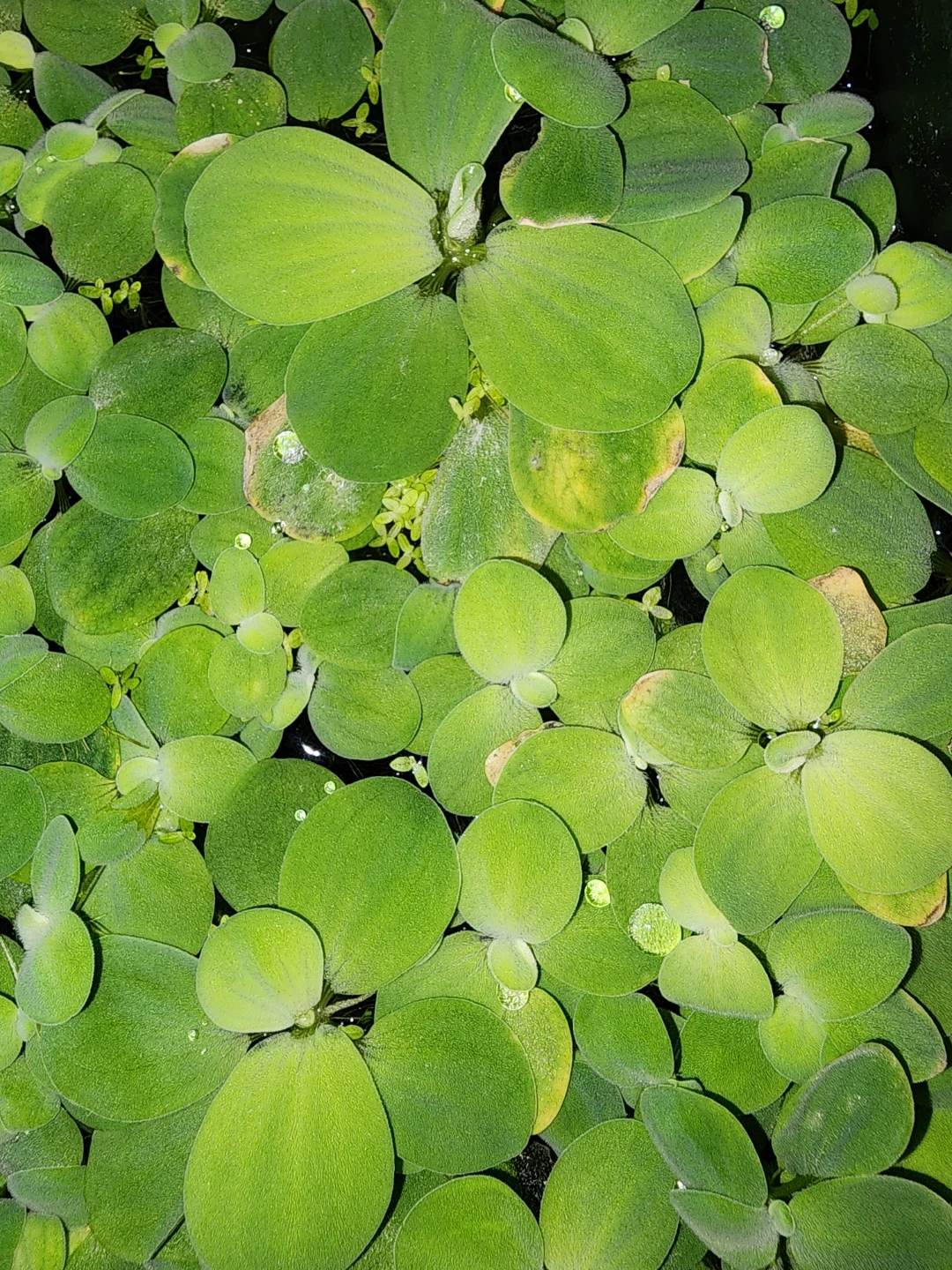 Duckweed and water lettuce - excellent water parameters. - photo 2