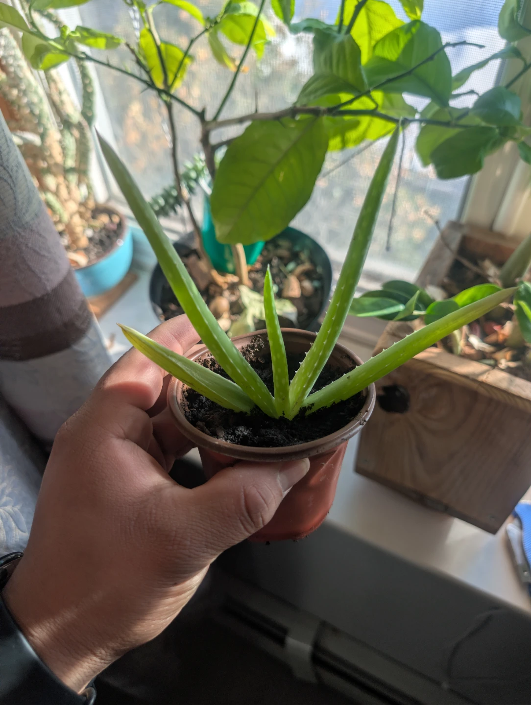 Aloe Vera Plant in Pot🏆