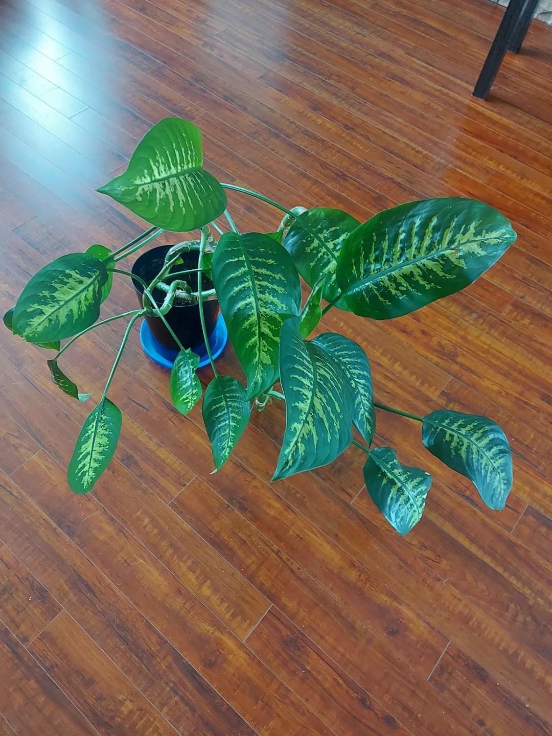 Dieffenbachia (Dumb Cane) Houseplant