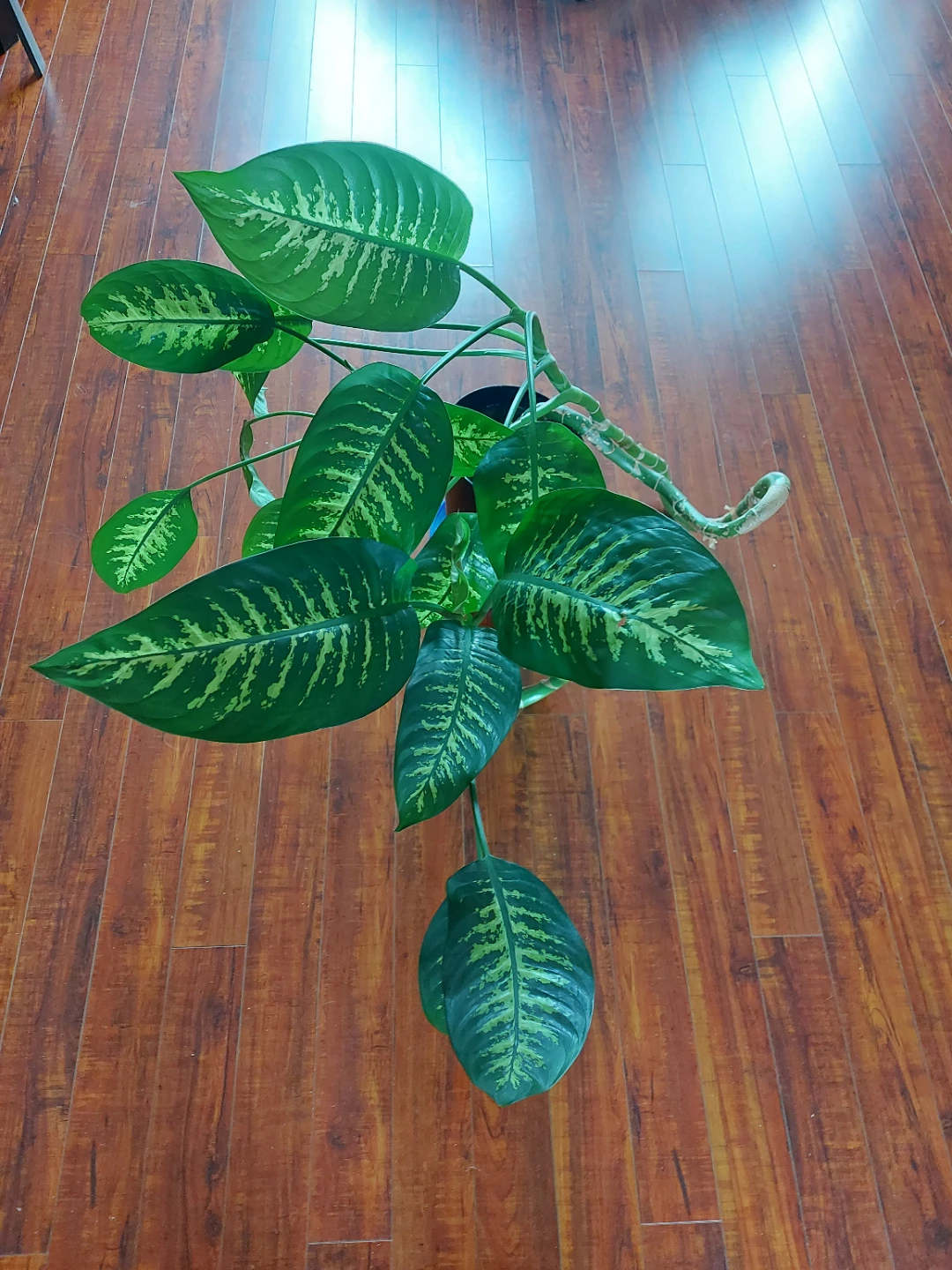 Dieffenbachia (Dumb Cane) Houseplant - photo 2