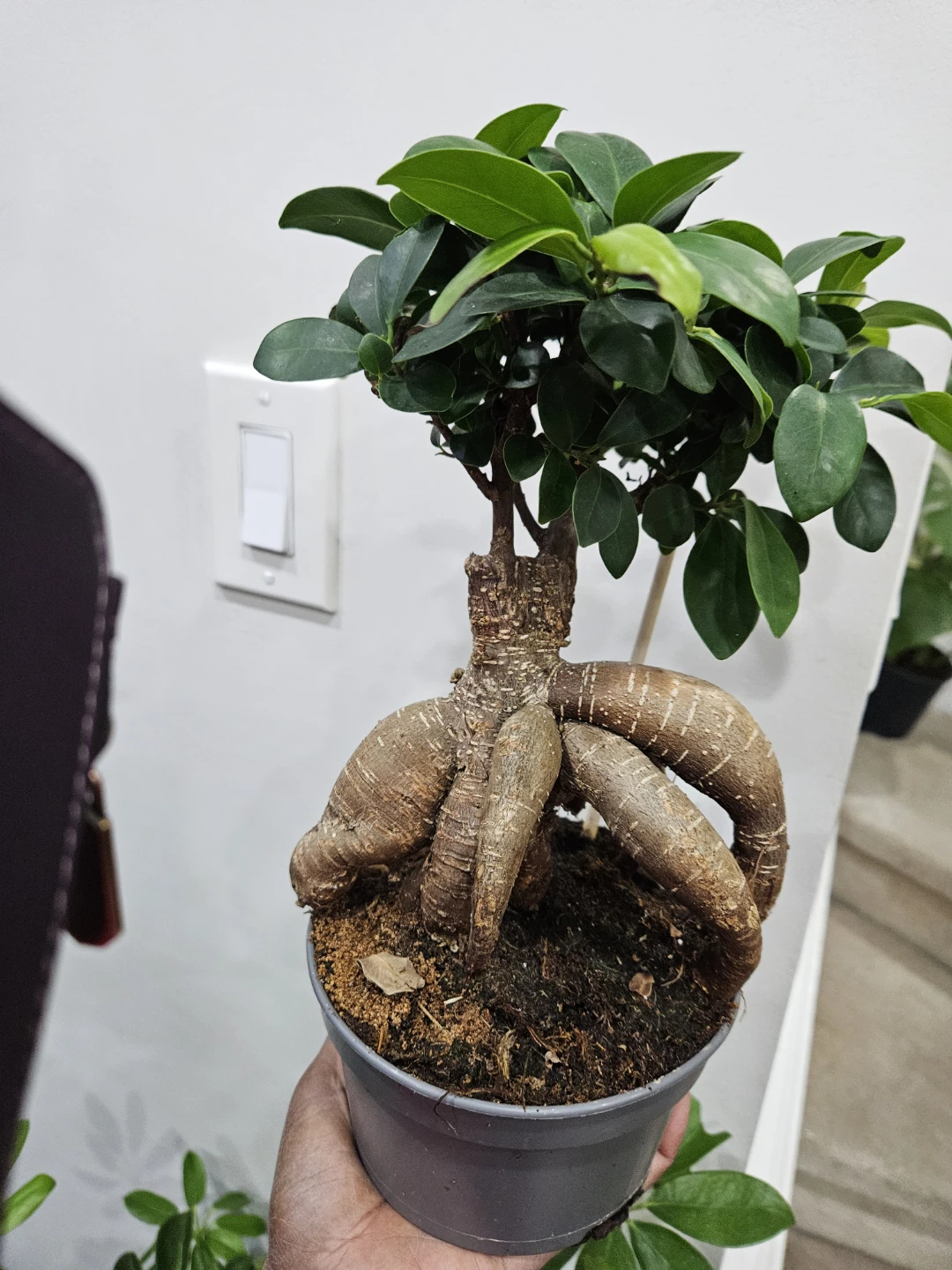 Ficus Retusa Bonsai Tree🏆 - photo 2