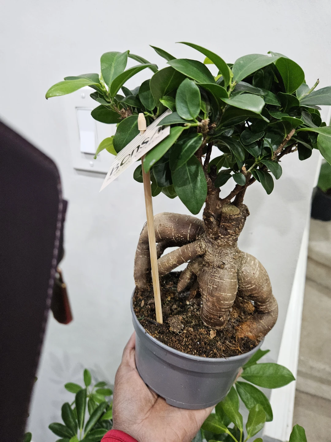 Ficus Retusa Bonsai Tree🏆 - photo 3