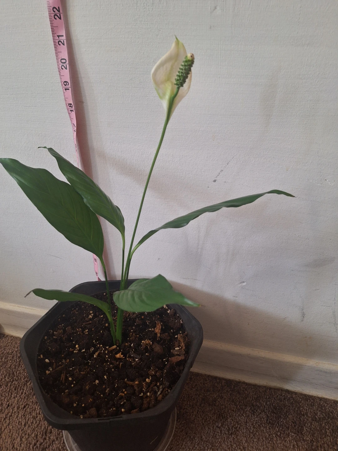 Peace Lily Plant