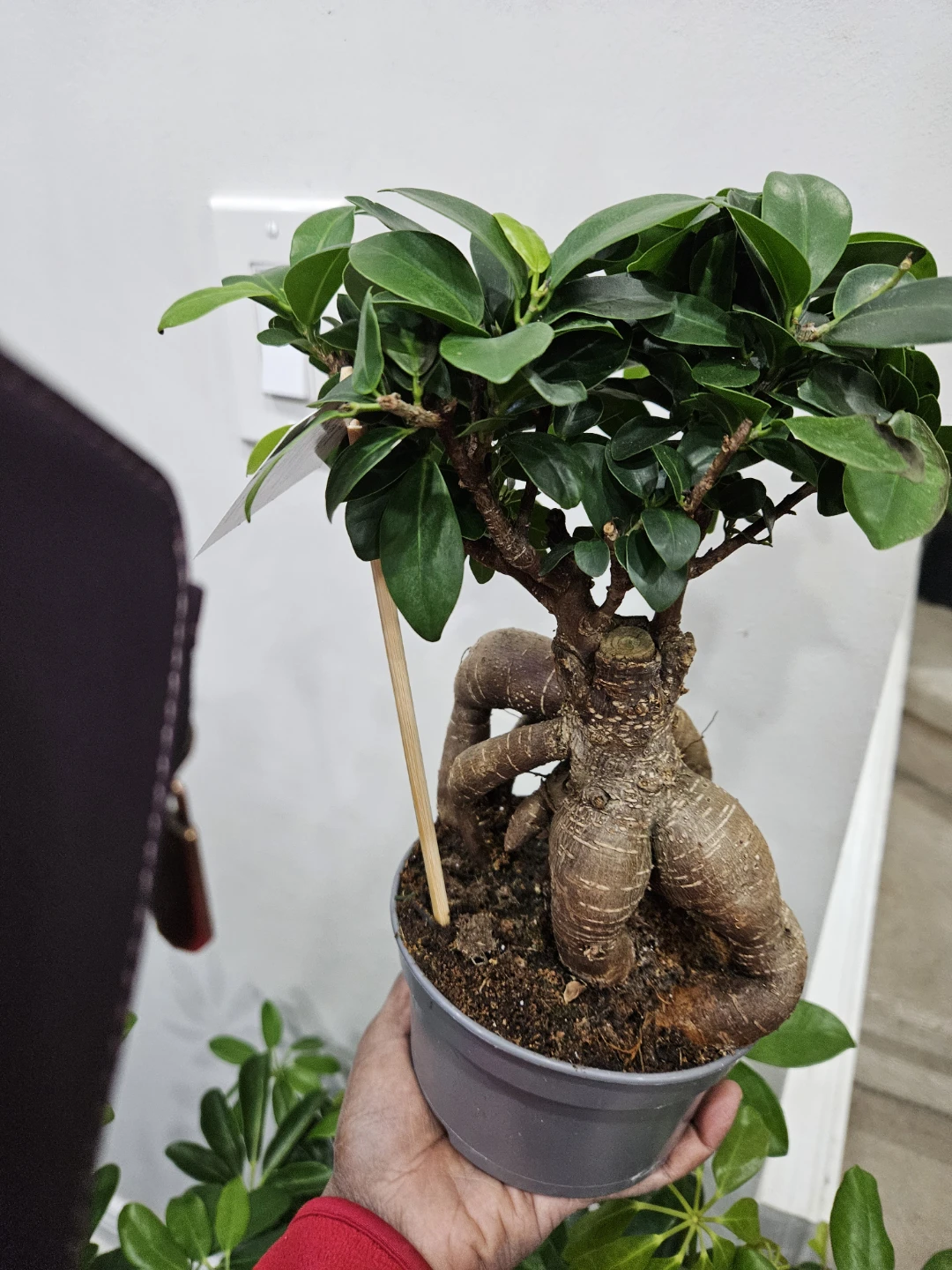 Ficus Retusa Bonsai Tree🏆 - photo 4
