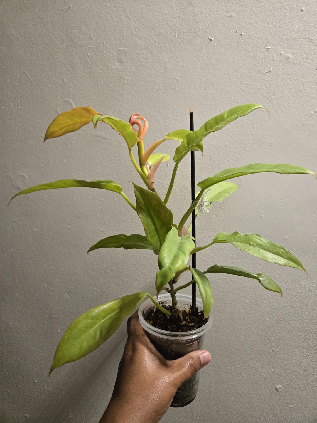 Philodendron RING OF FIRE✨️🔥, CUTTINGS✨️🌿 - photo 3