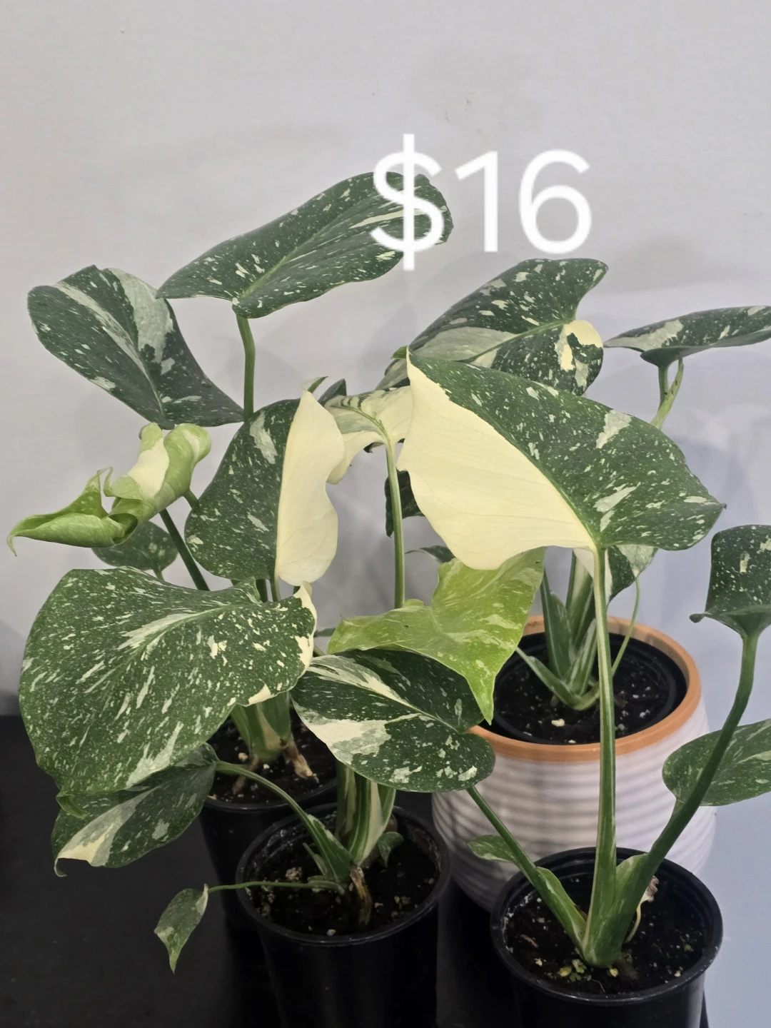 Some houseplant are available for sale.