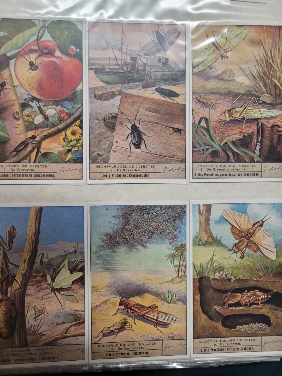 8 set 1949 48 47 Liebig" chromolithograph trade cards - photo 4