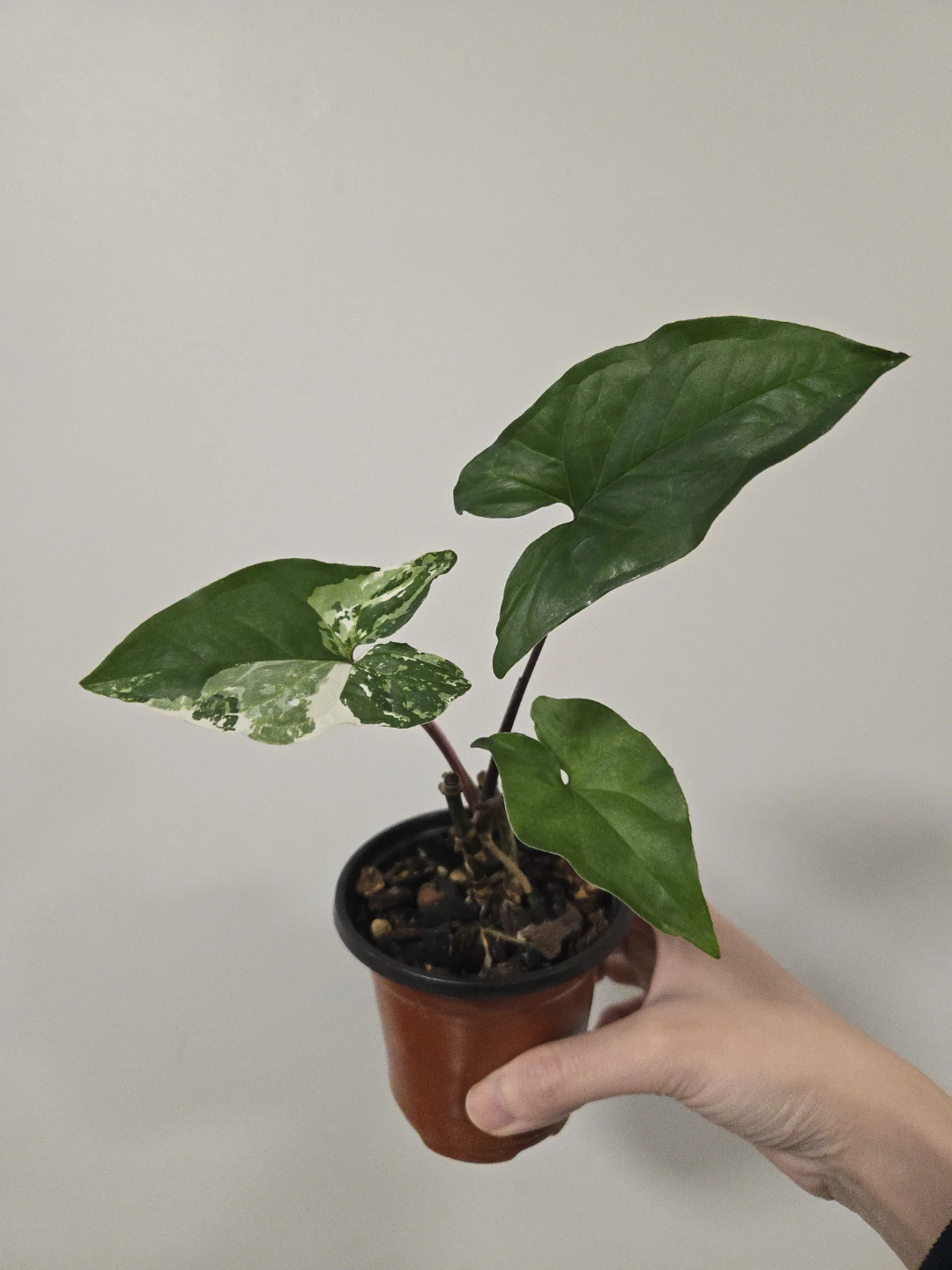 Syngonium Albo in 3.5"pot
