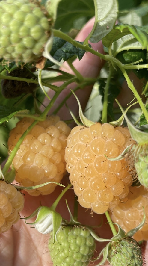 Yellow Raspberry Plant - photo 2