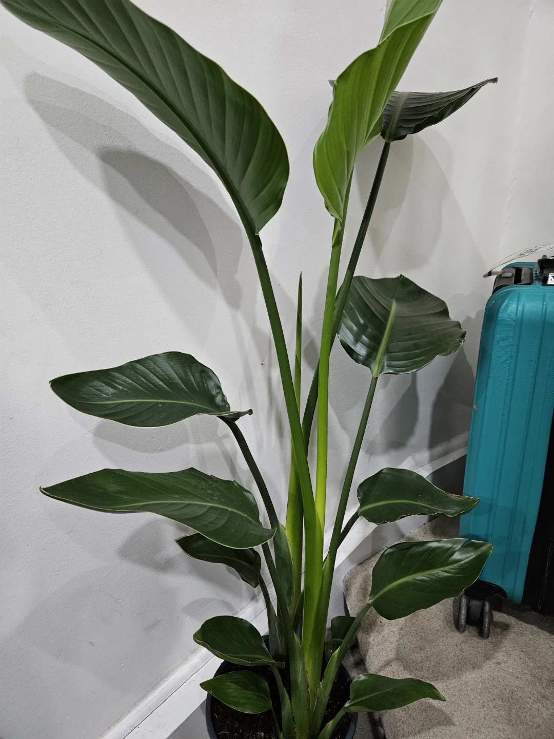 Large Bird of Paradise Plant🥕