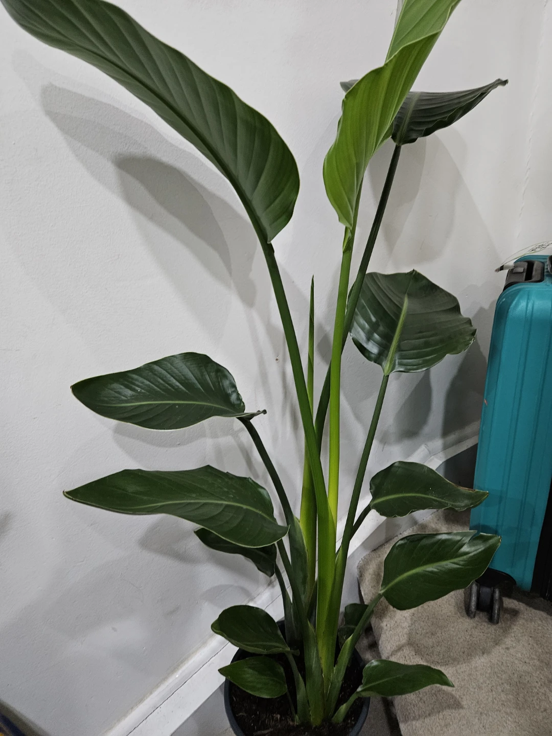 Large Bird of Paradise Plant🥕 - photo 2