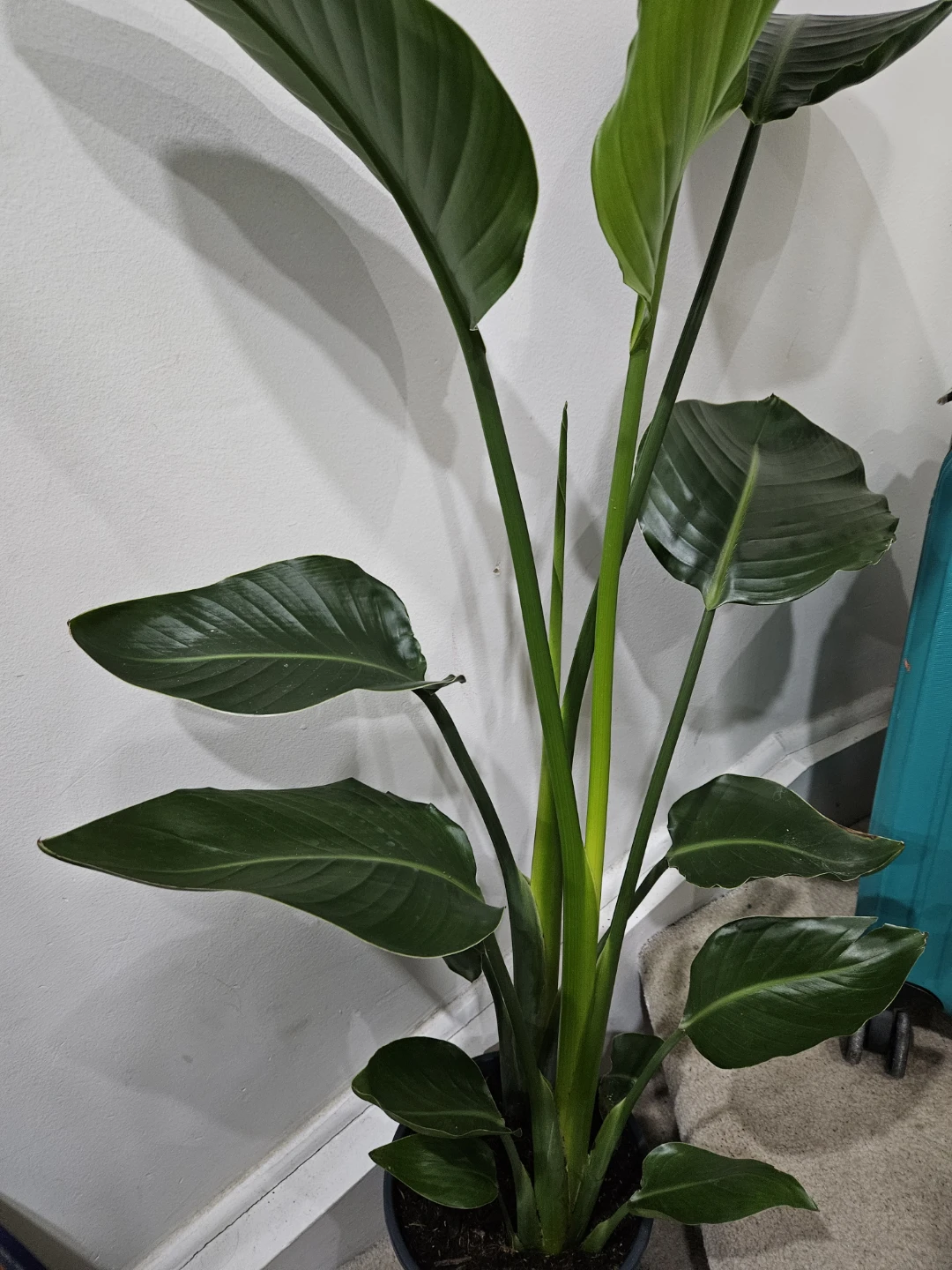 Large Bird of Paradise Plant🥕 - photo 3
