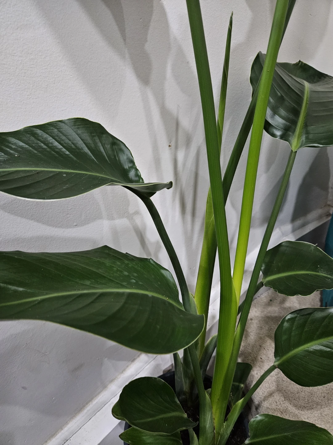 Large Bird of Paradise Plant🥕 - photo 4