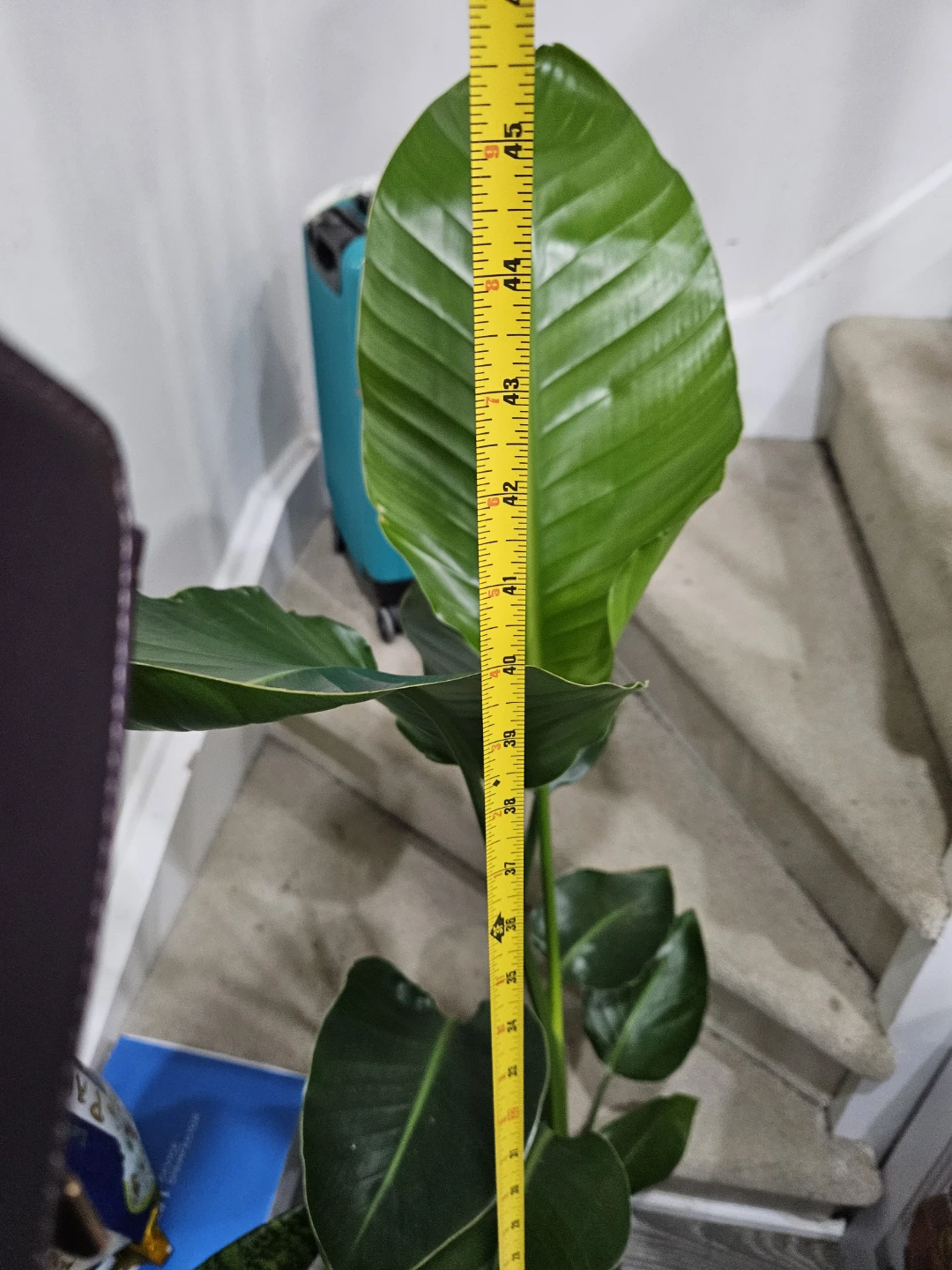 Large Bird of Paradise Plant🥕 - photo 5