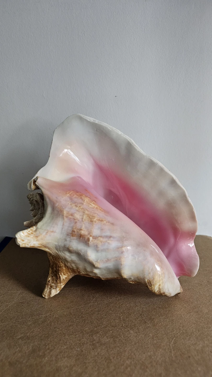 Large Conch Shell