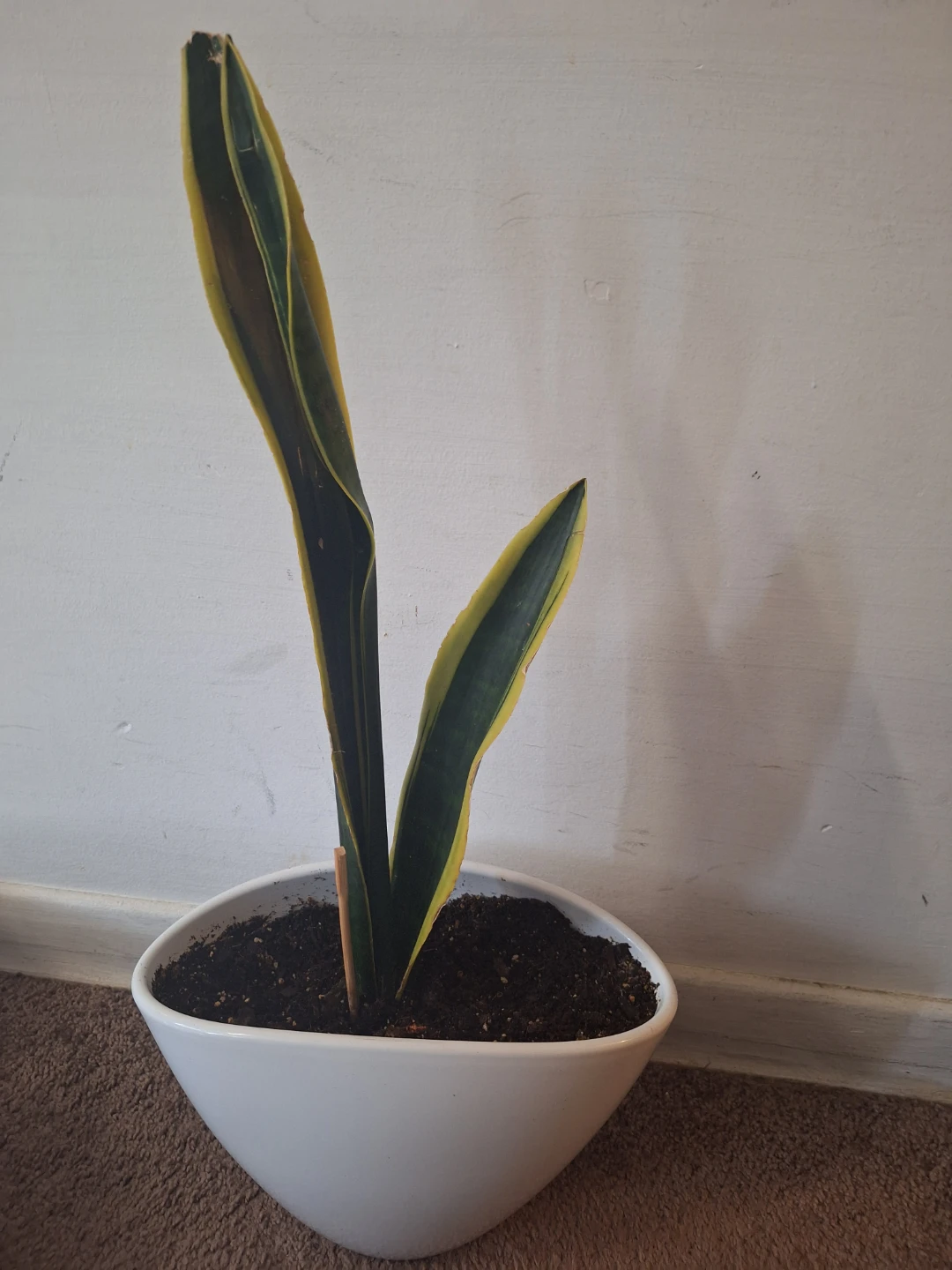 Snake Plant in White Pot