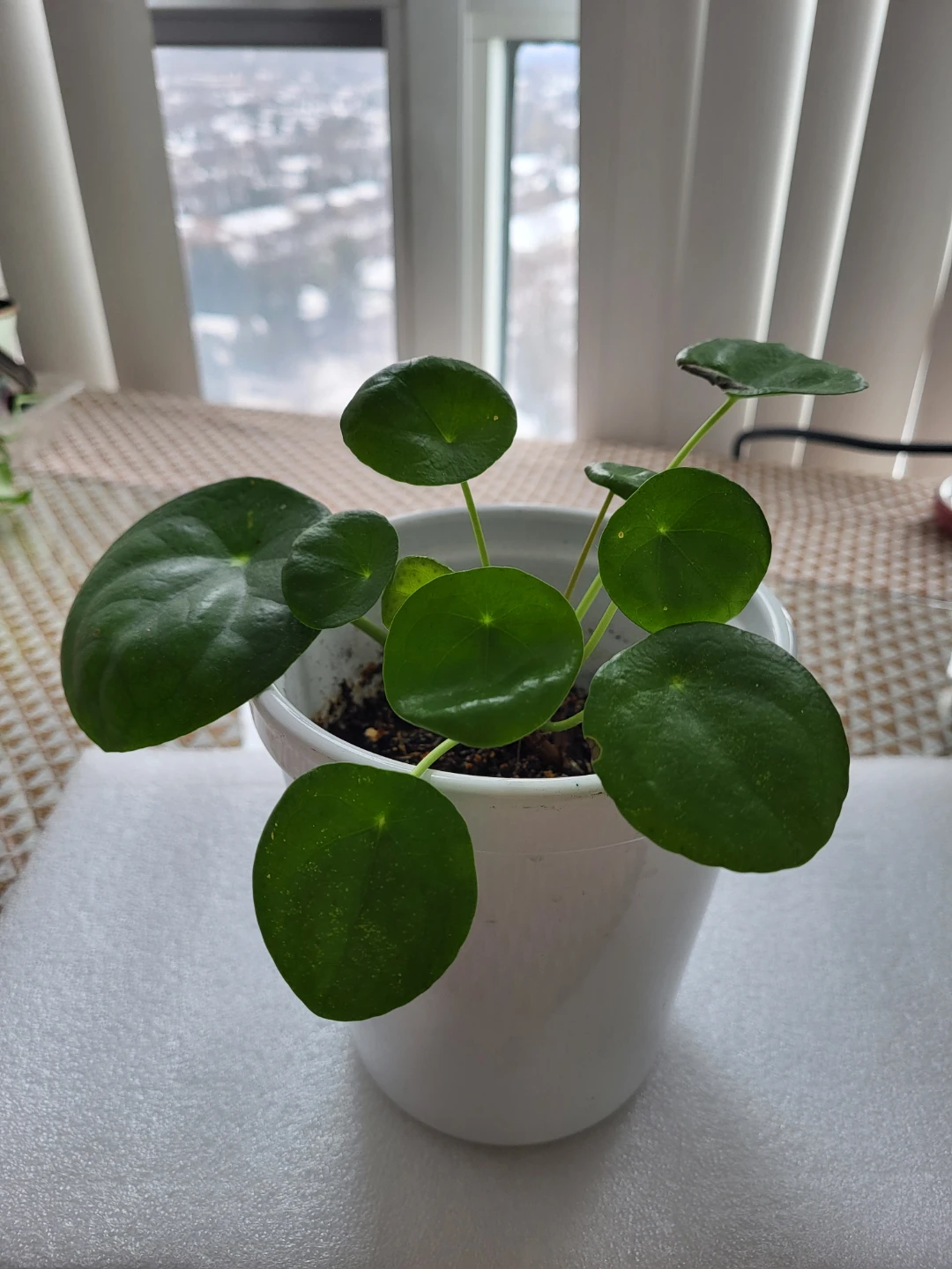 Pilea Peperomioides Plant in White Pot - photo 2