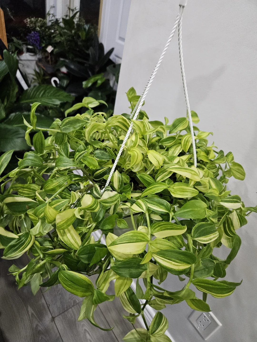 Hanging Variegated Tradescantia Plant