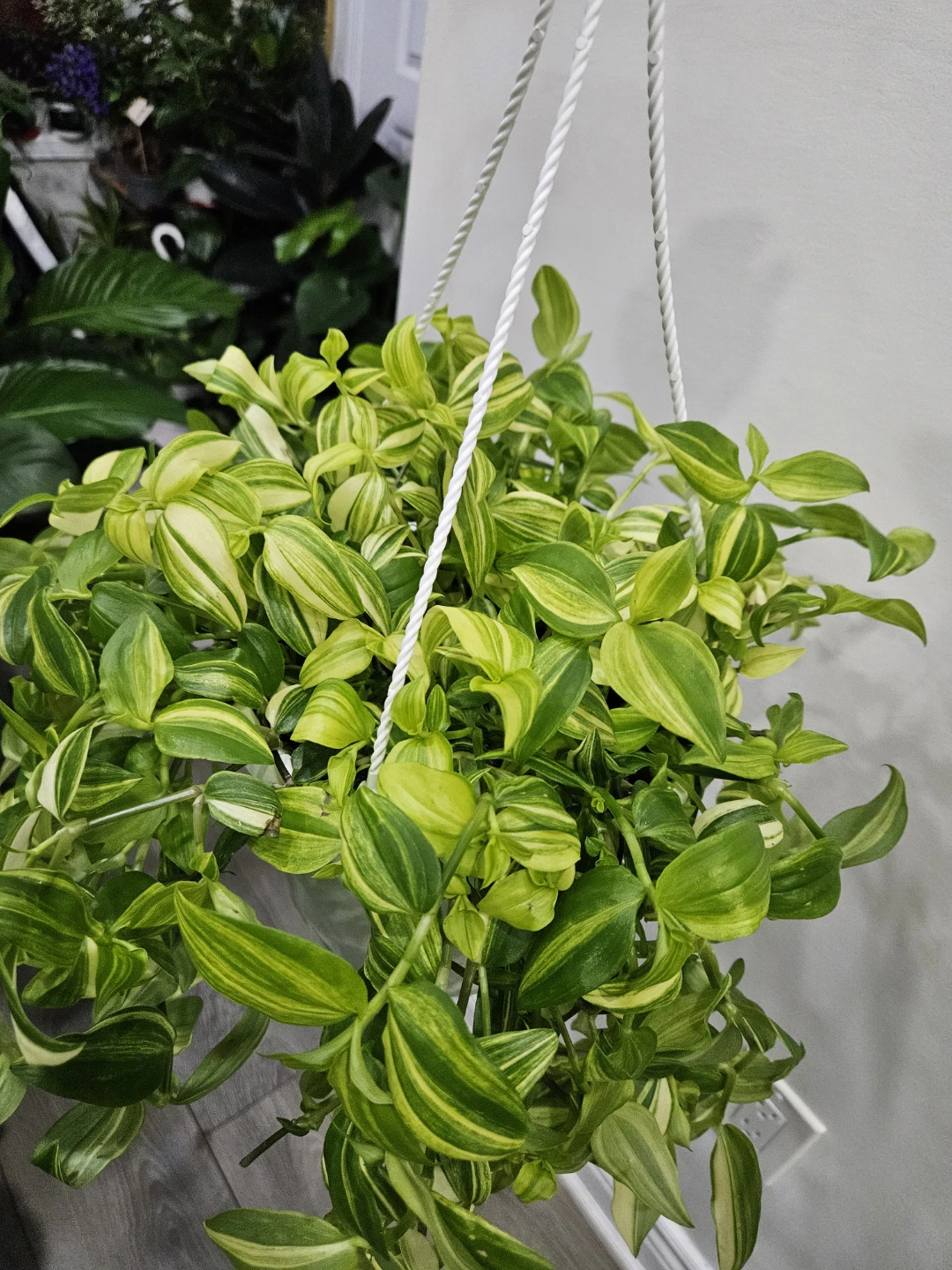 Hanging Variegated Tradescantia Plant - photo 2