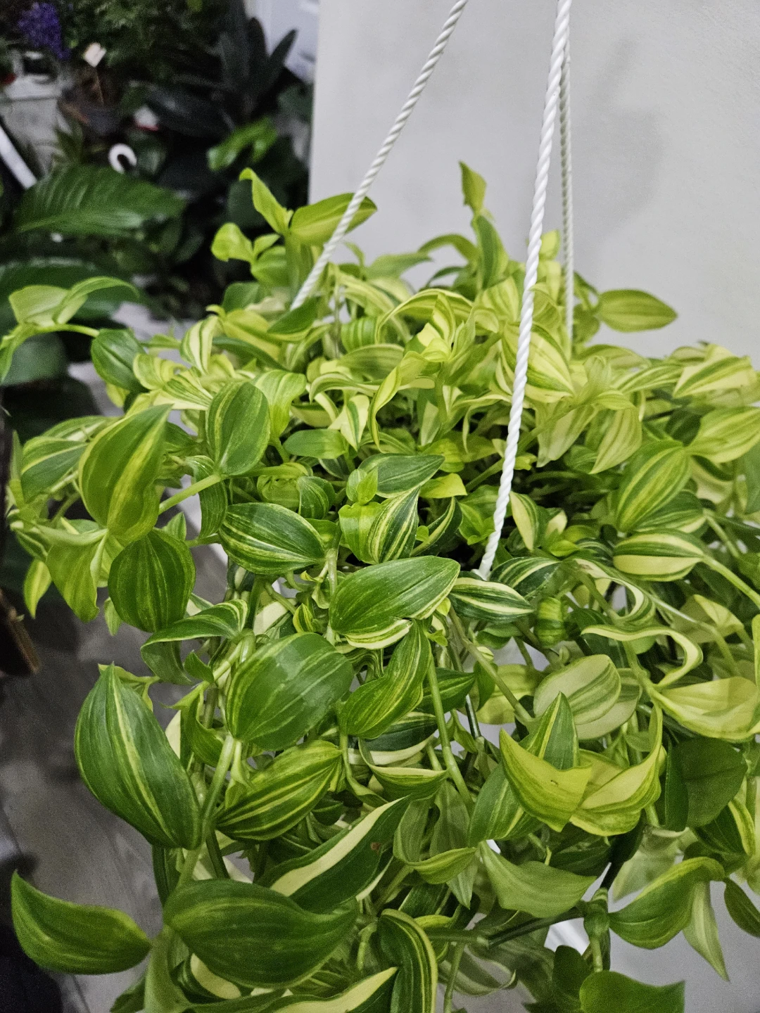 Hanging Variegated Tradescantia Plant - photo 3