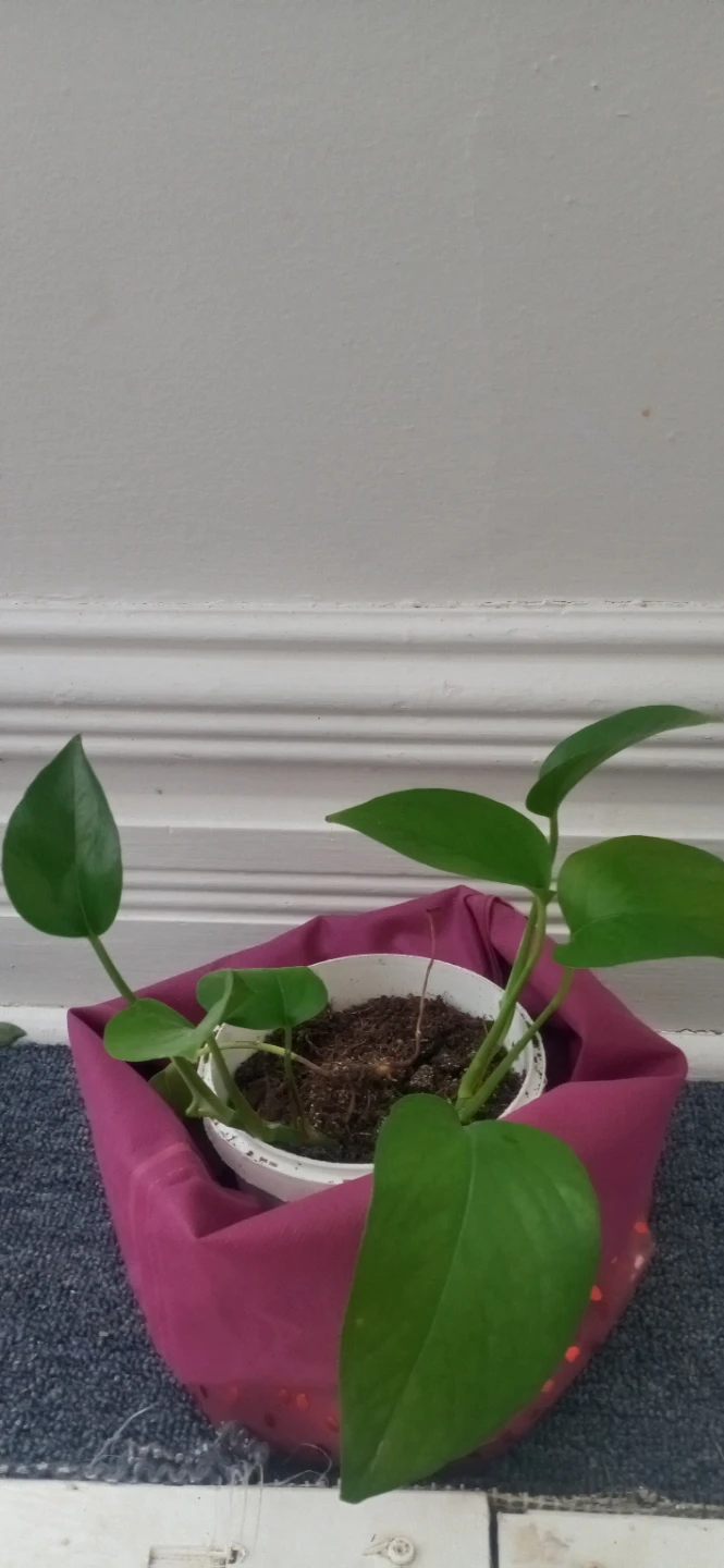 Pothos Plant in Pink Holder
