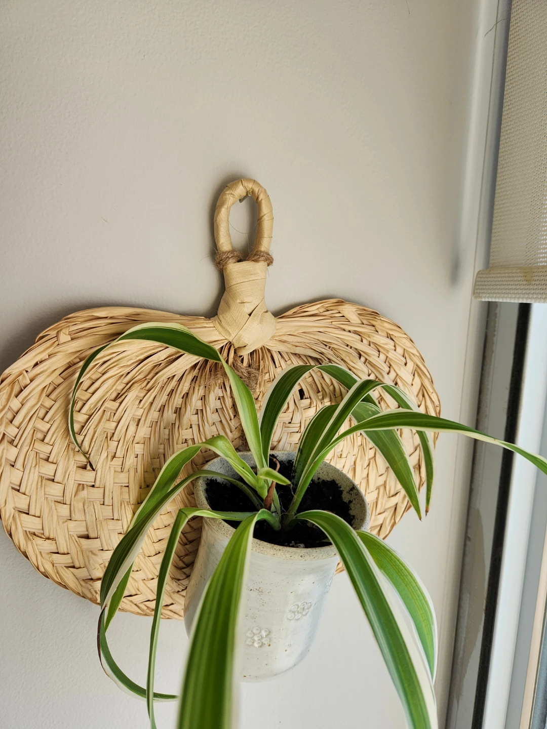Boho chic natural rattan  pottery wall hanging with spider plant - photo 4