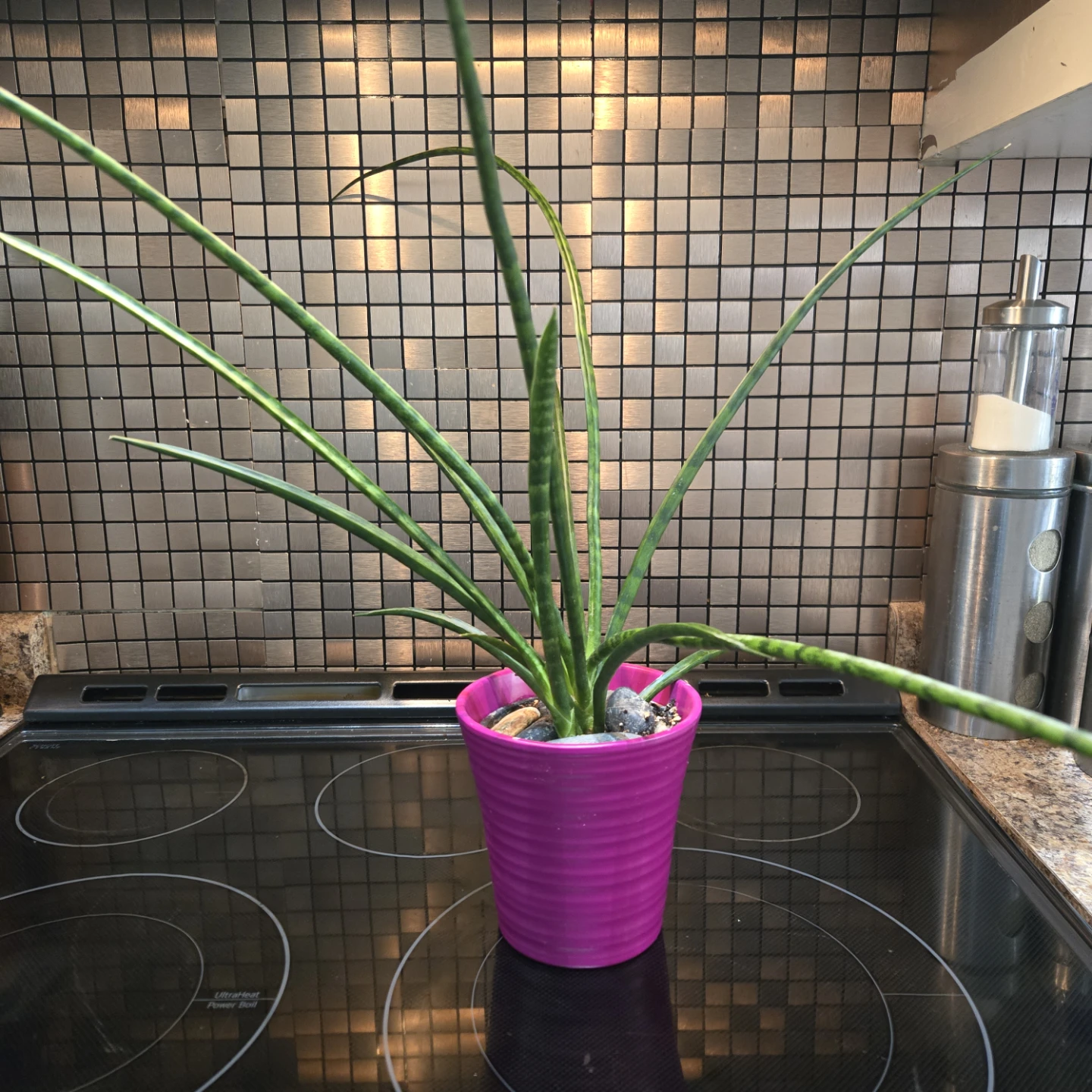 Cylindrical Snake Plant Includes Planter Pot - photo 4