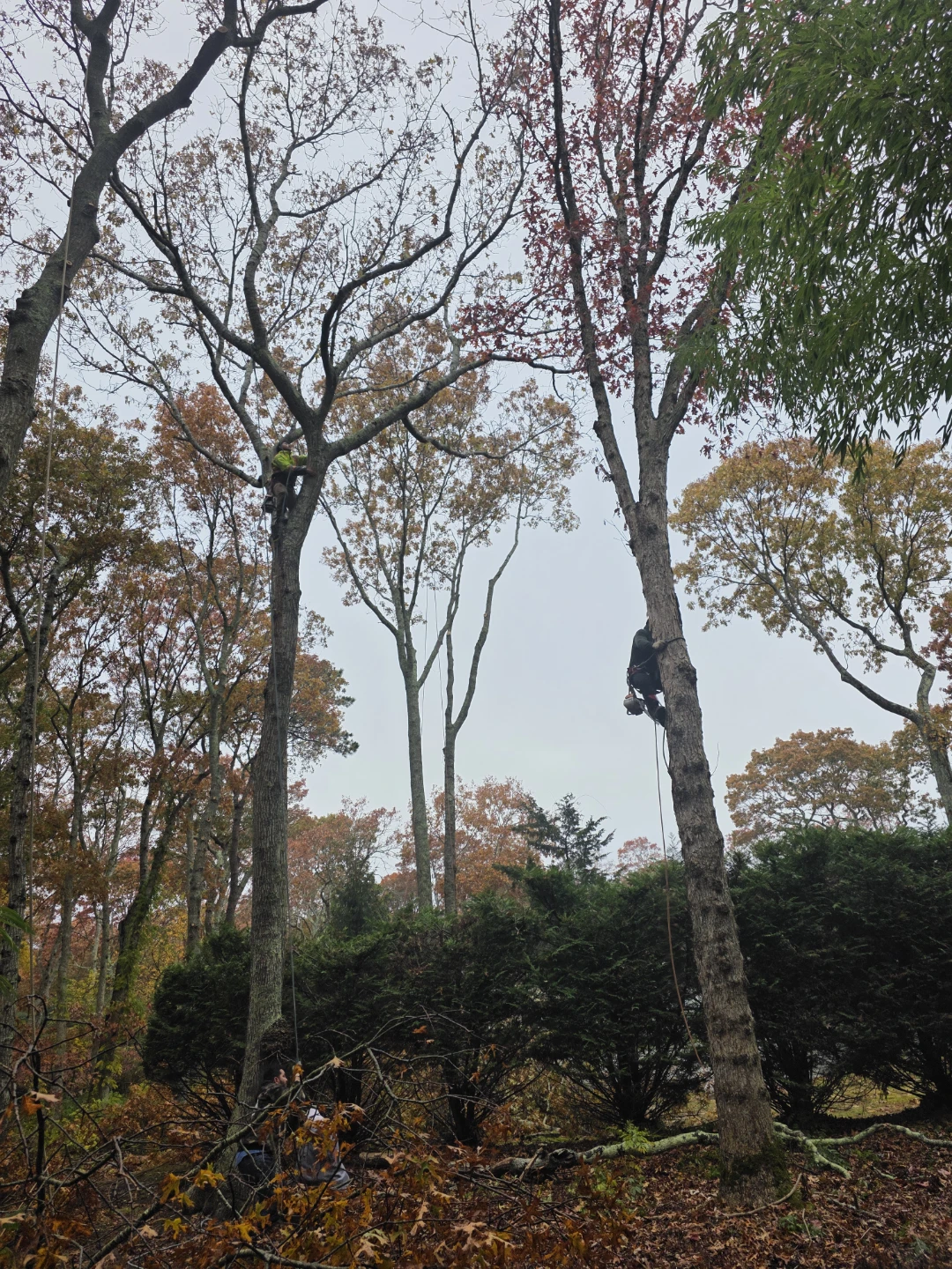 Bonill4 Tree Service - Tree Removal & Pruning - photo 3