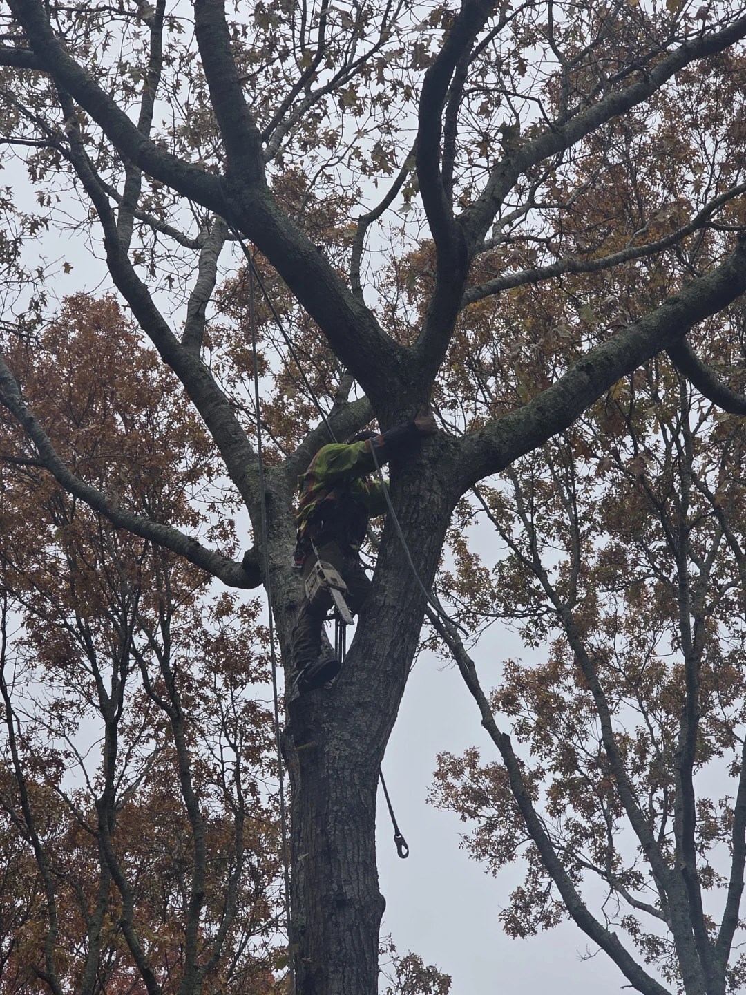 Bonill4 Tree Service - Tree Removal & Pruning - photo 4