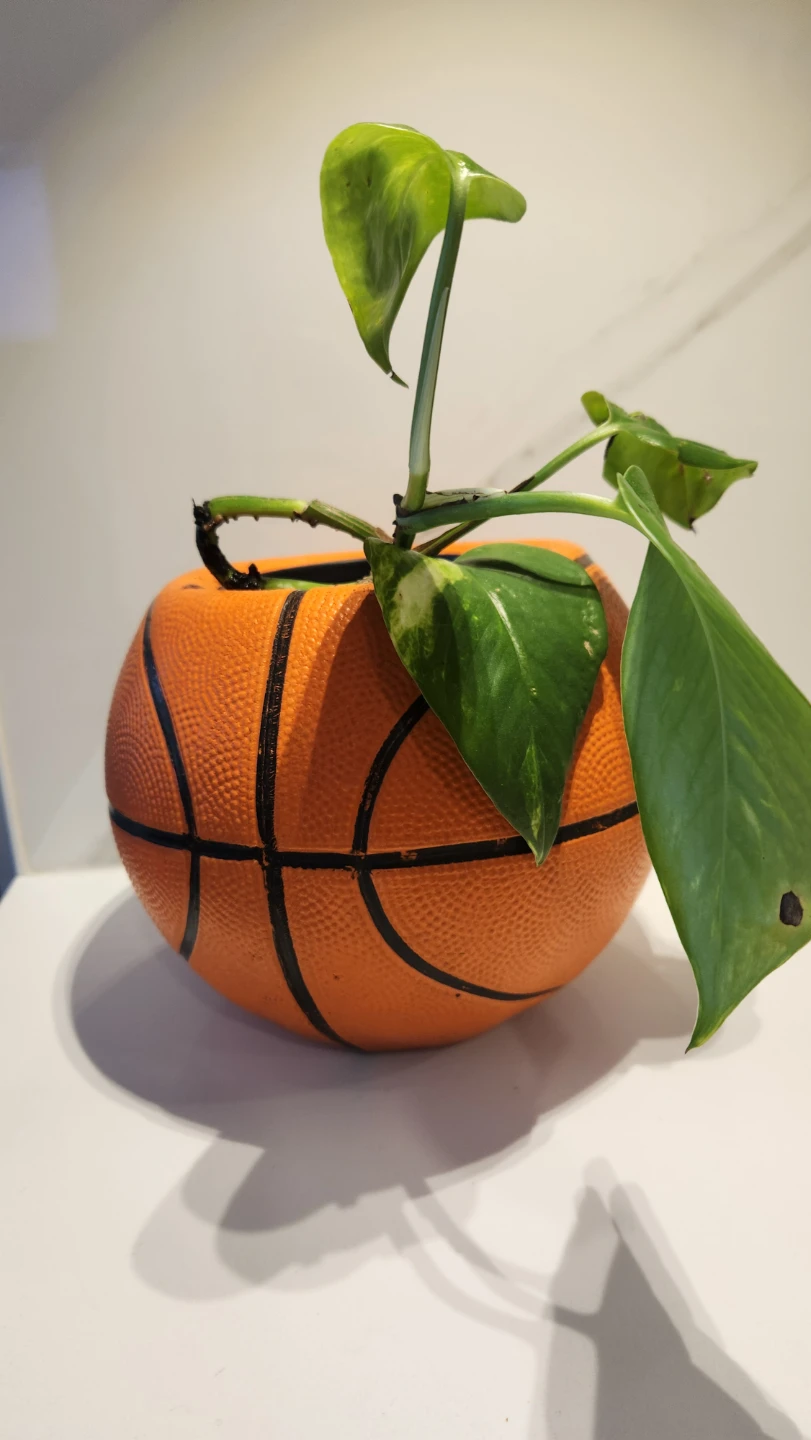 Upcycled basketball planter and pothos plant