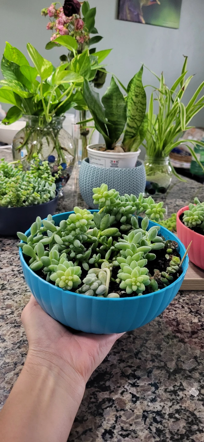 Three types of succulent in a cute pot