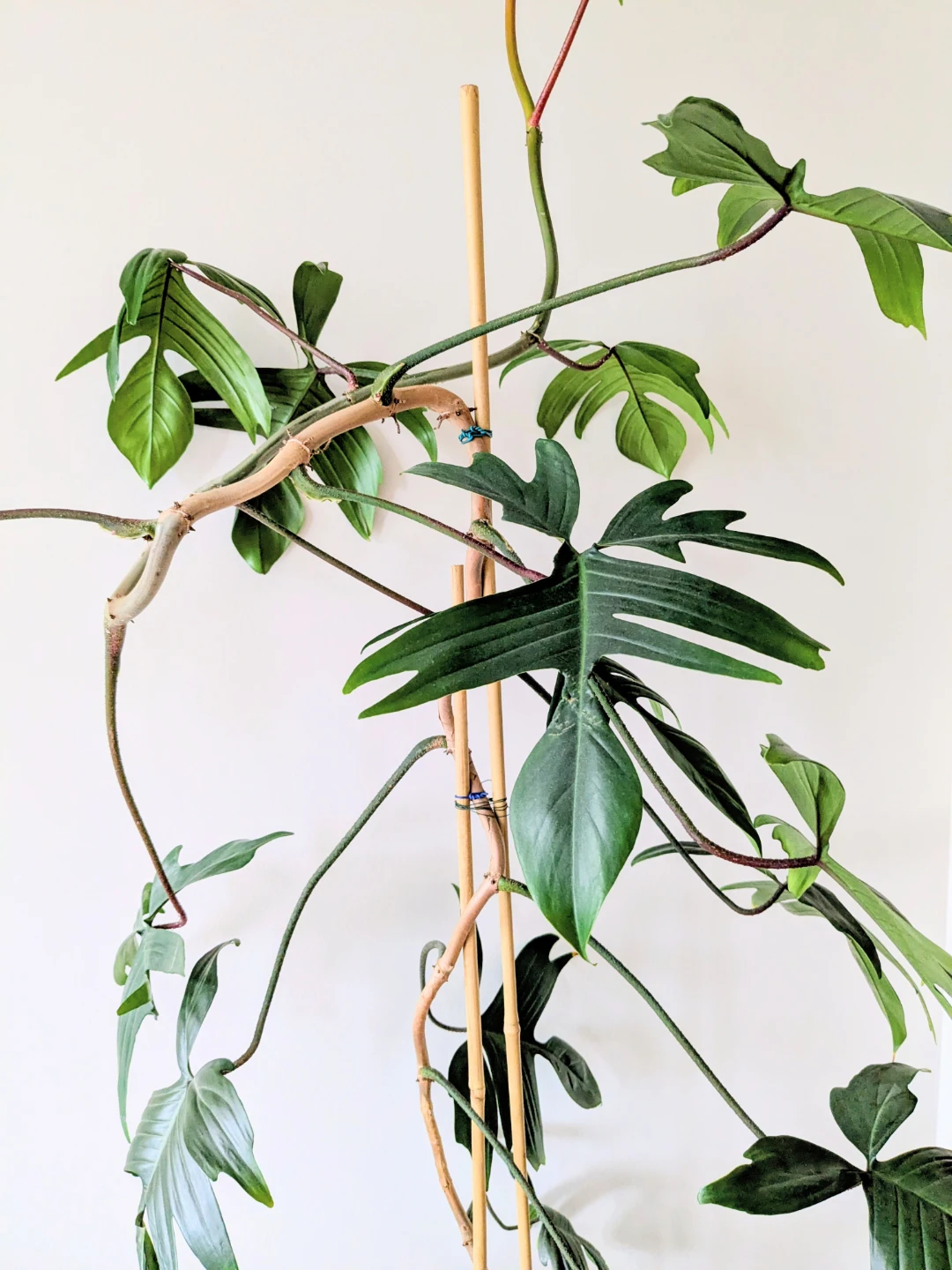 Philodendron Florida Ghost climbing plant - photo 3