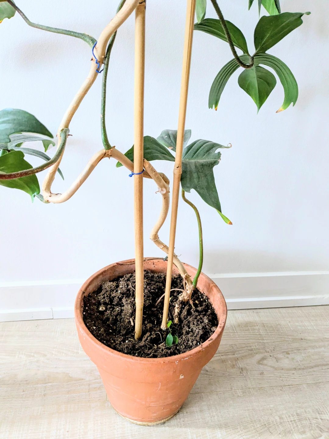Philodendron Florida Ghost climbing plant - photo 5