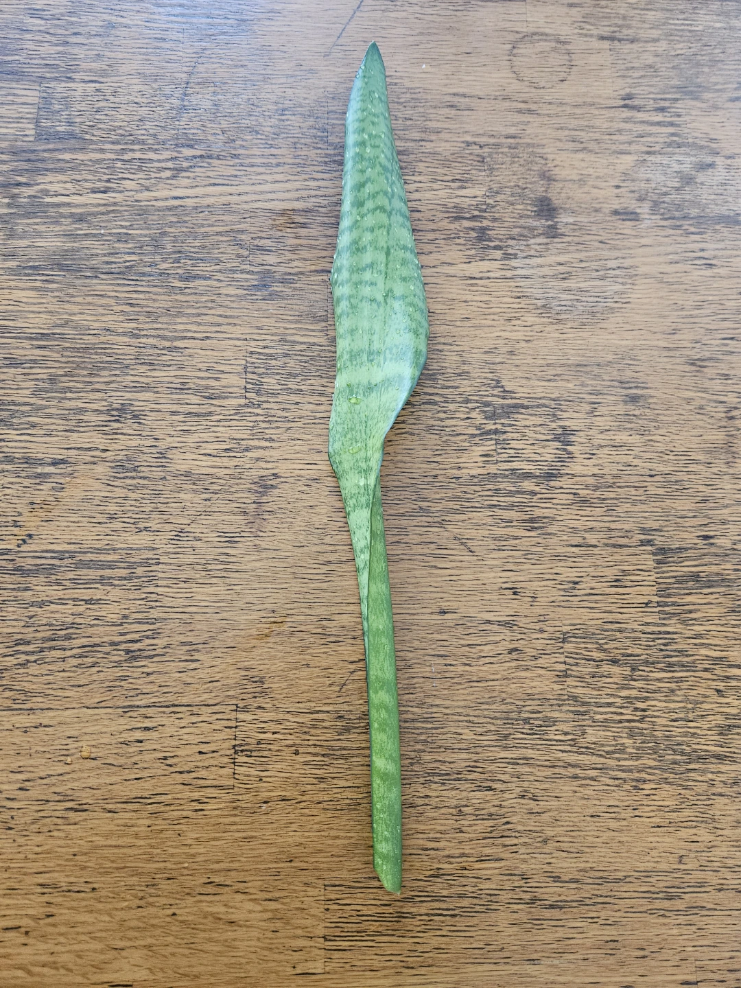 Snake Plant Cuttings 🧡 - photo 3