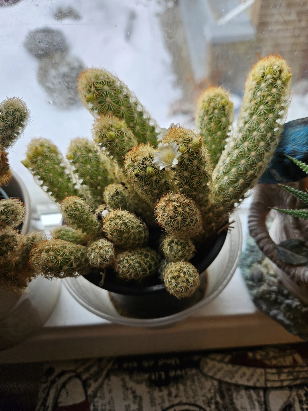 Cactus Plant  Flowering every winter