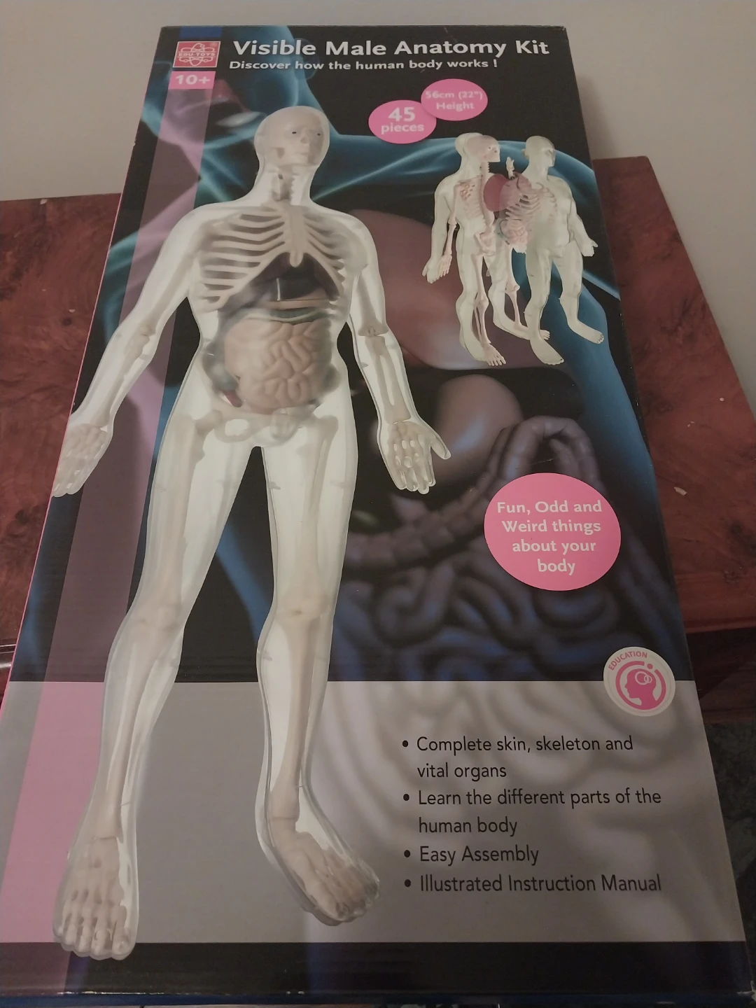 Visible Male Anatomy Kit - 56cm (22") Height - 45 Pieces
