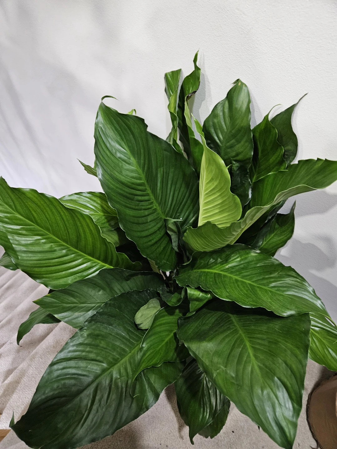 Large Peace Lily Plant🏆 - photo 5