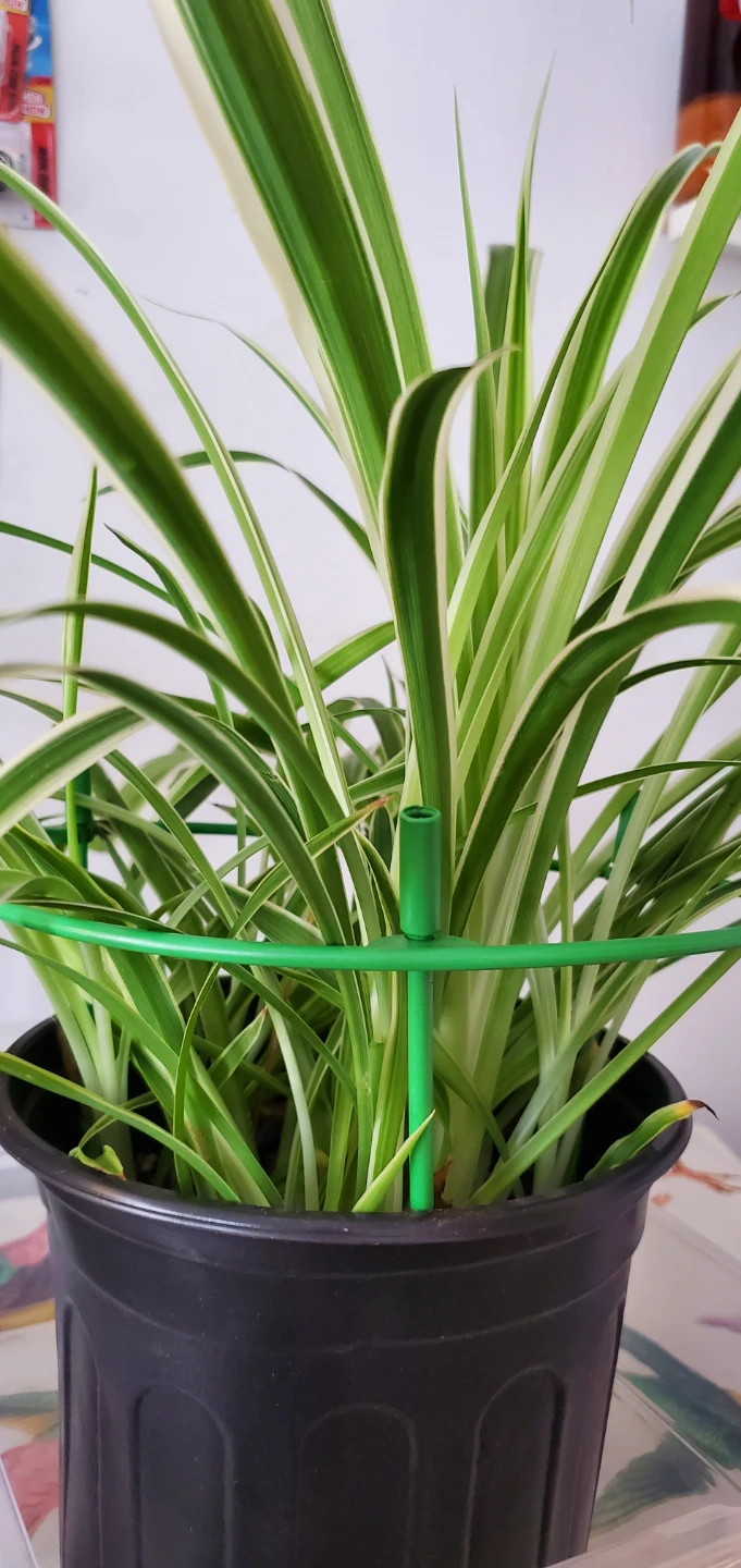 Spider Plant