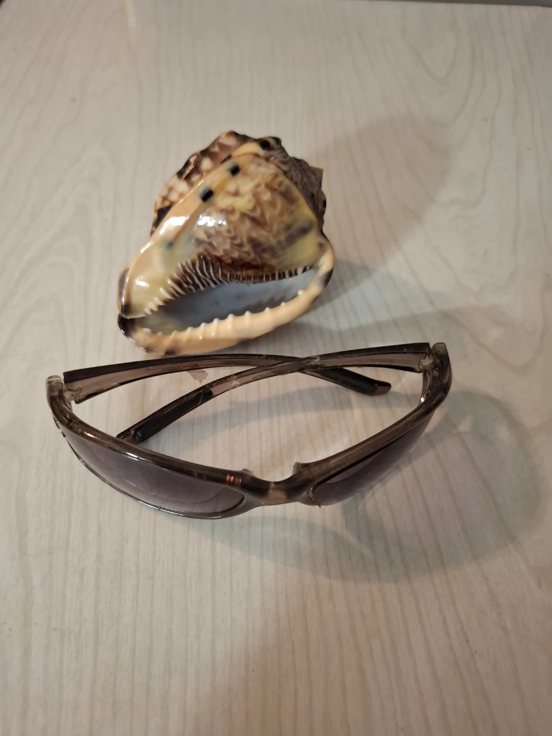 Decorative sea Shell