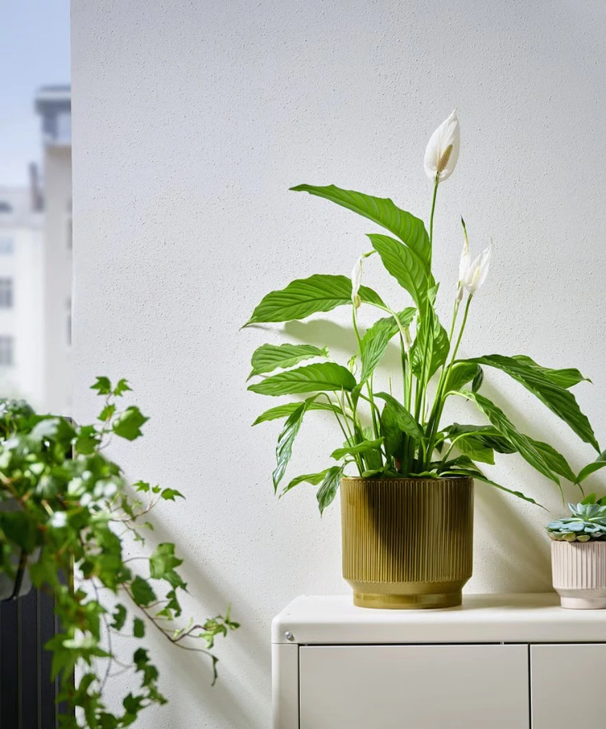IKEA HONUNGSPALM Indoor/Outdoor Plant Pot - Green - photo 2