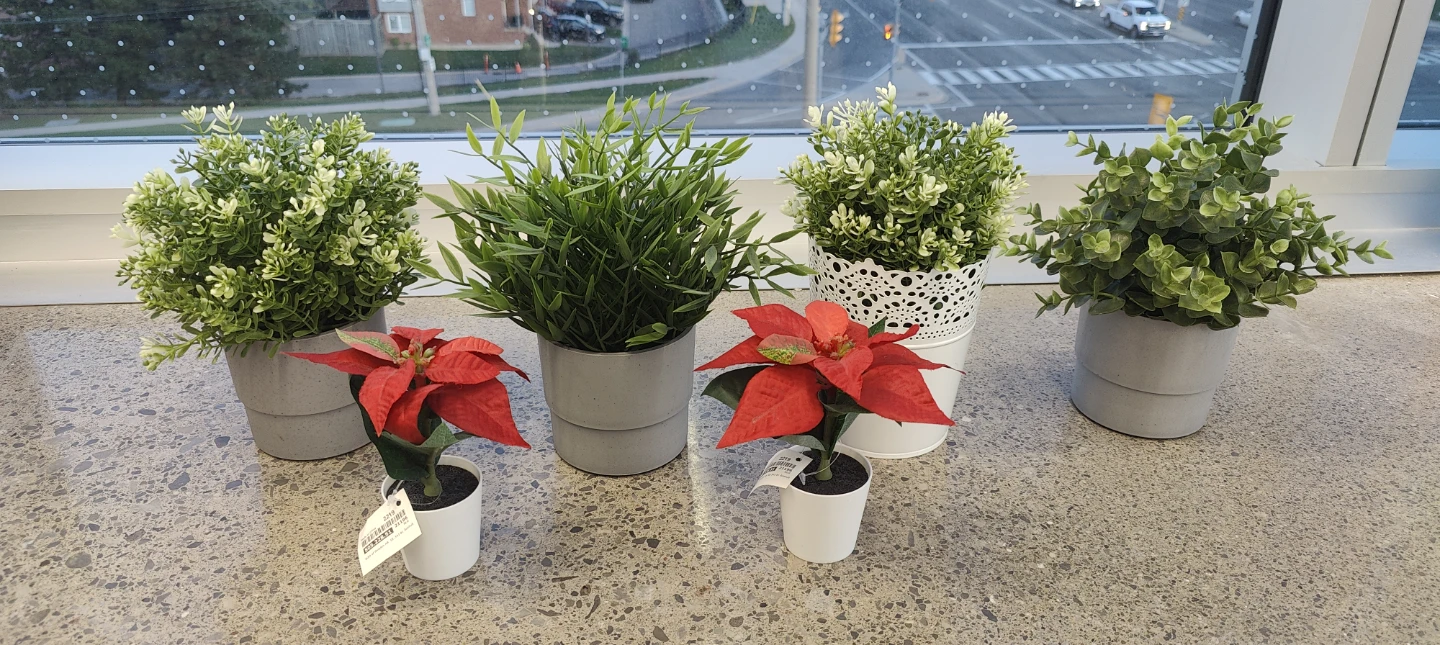 Coffee table plants, 2 big and 2 small left