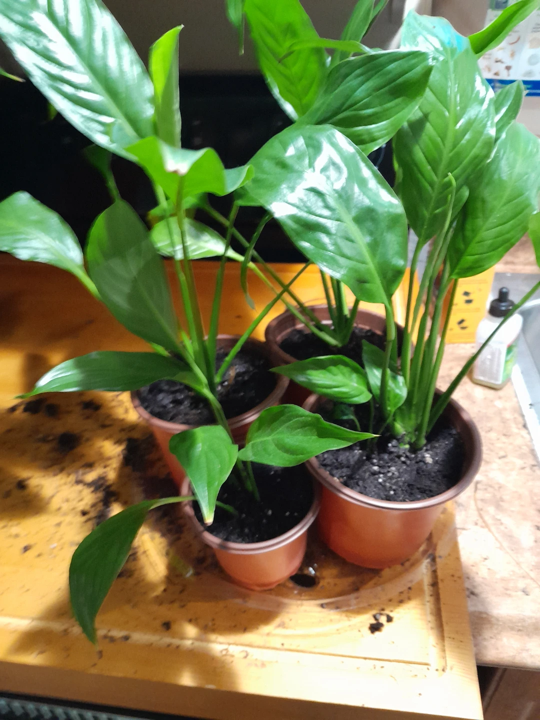 Potted Peace Lily Plants price per each - photo 2