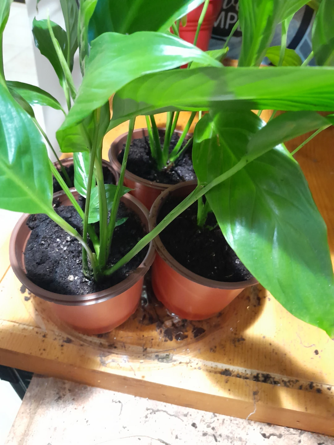 Potted Peace Lily Plants price per each