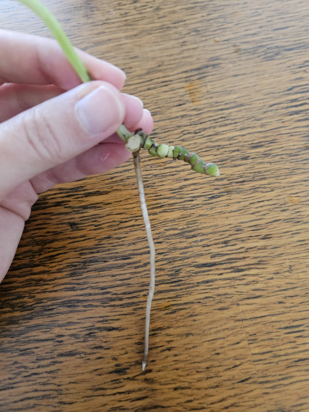 Pothos Cutting with long root 🧡 - photo 2