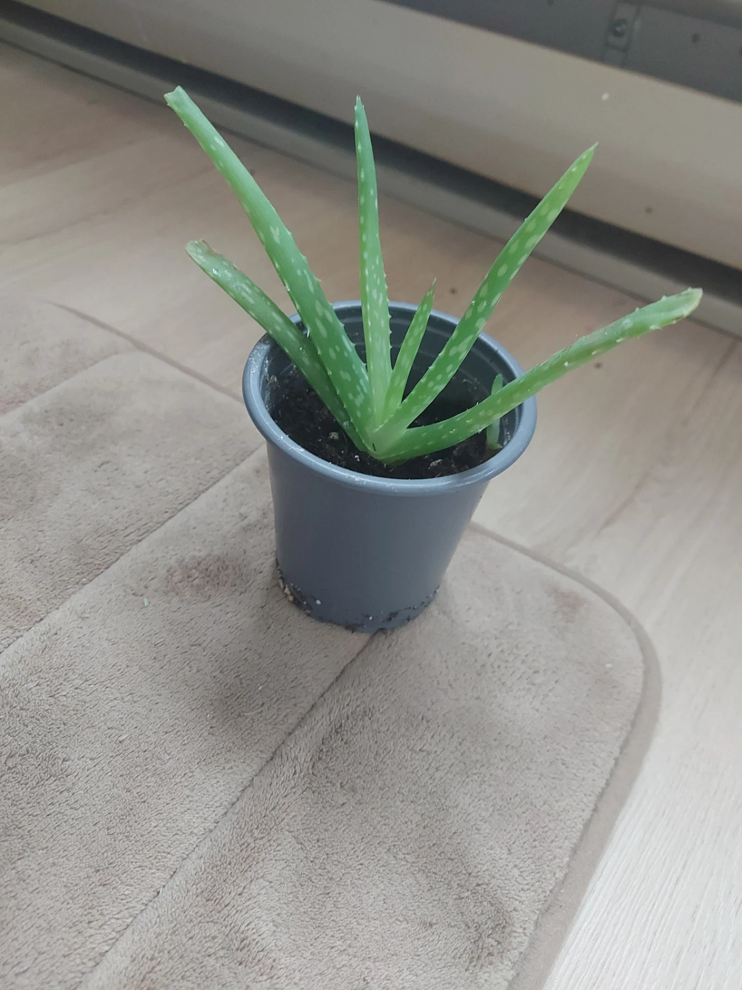 Aloe Vera Plant 🧡 - photo 2