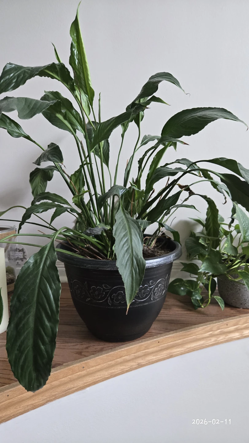Large Potted Peace Lily Plant - photo 3