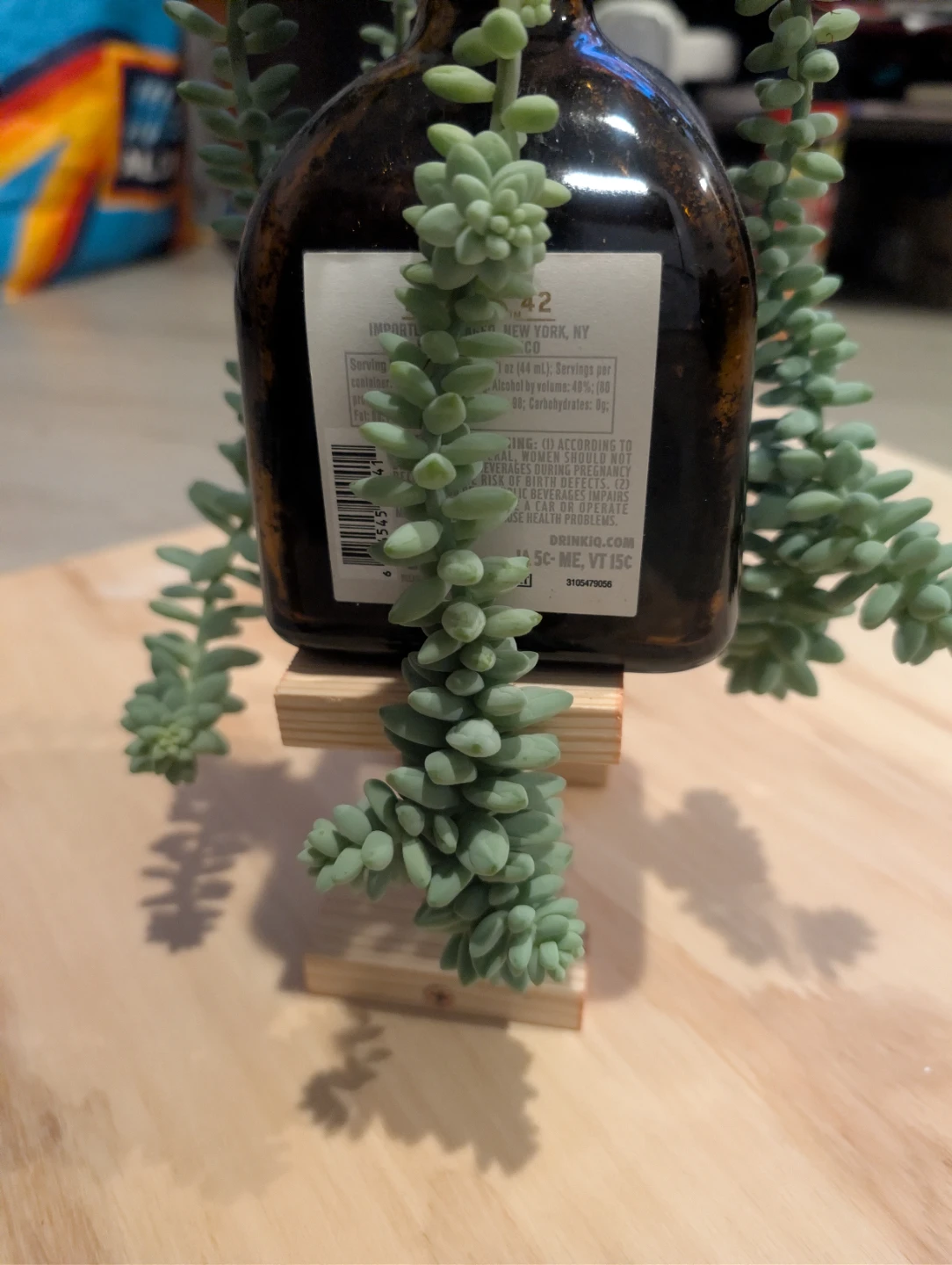 Don Julio Reposado Tequila Bottle with Donkey Tail Succulent 🏆 - photo 3