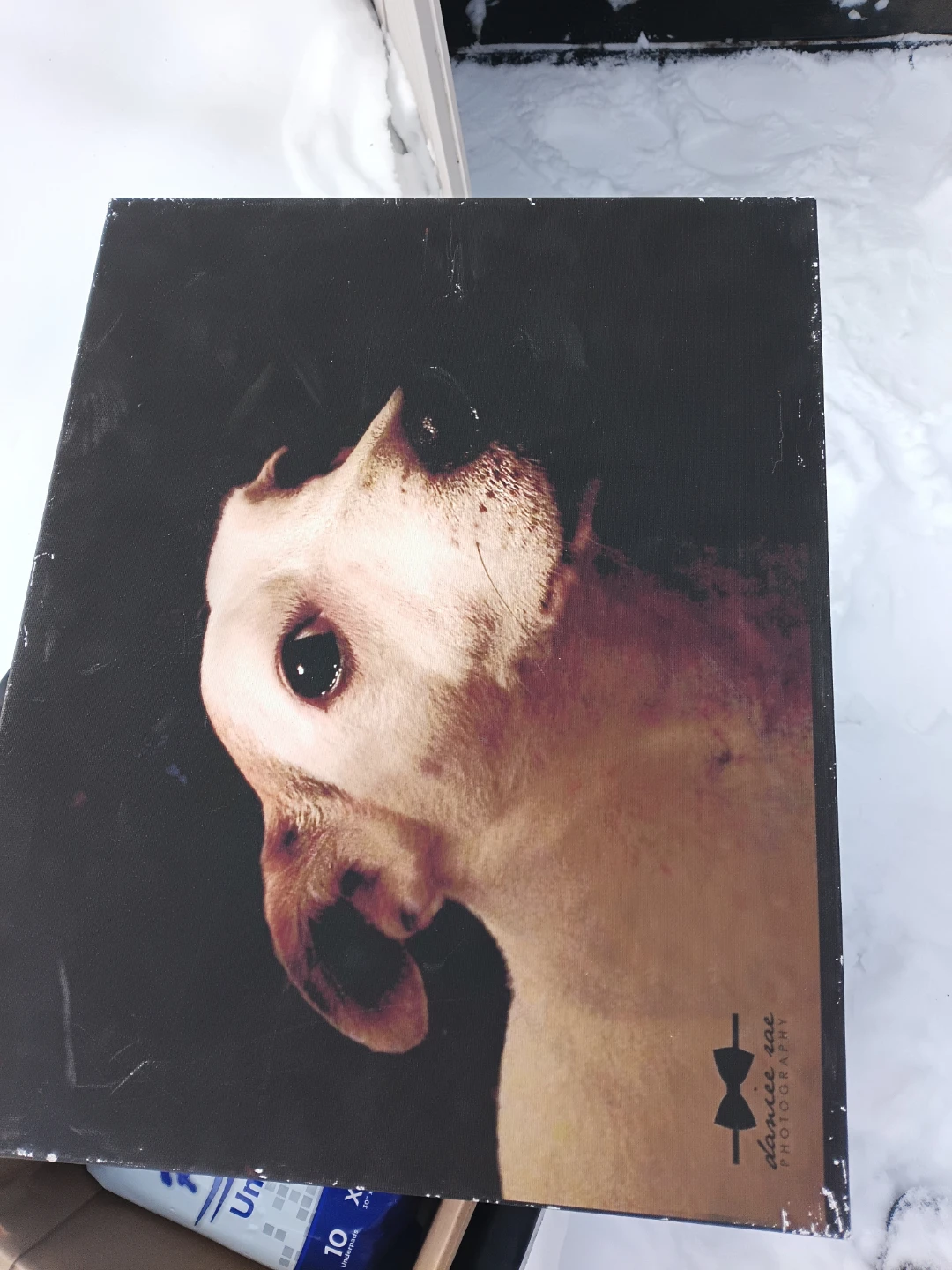 Danielle Zoe Photography Canvas Print - Dog Portrait