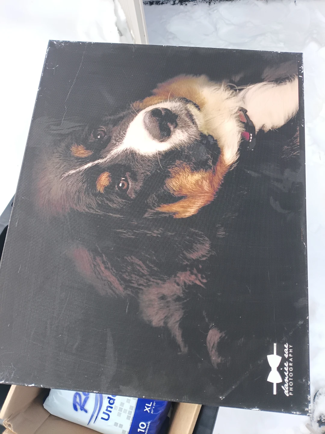 Danielle Zoe Photography Canvas Print - Dog Portrait - photo 2
